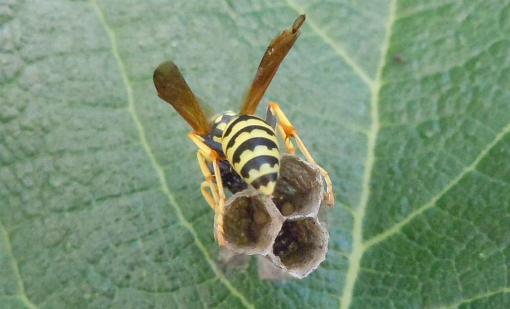 Polistes dominulus in costruzione nido?